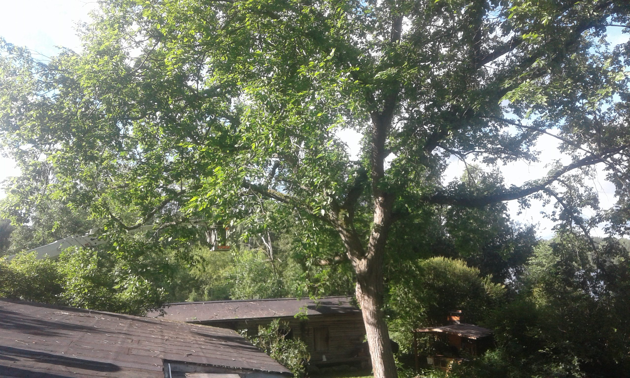 Taajamametsuri Jaakko Ilomäki