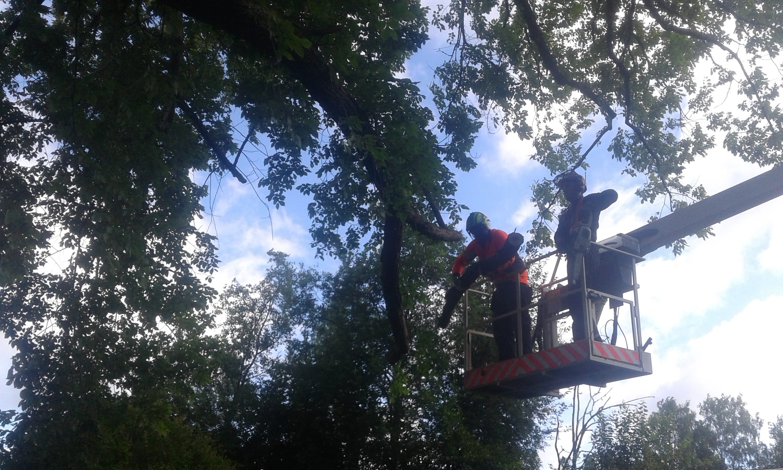 Taajamametsuri Jaakko Ilomäki