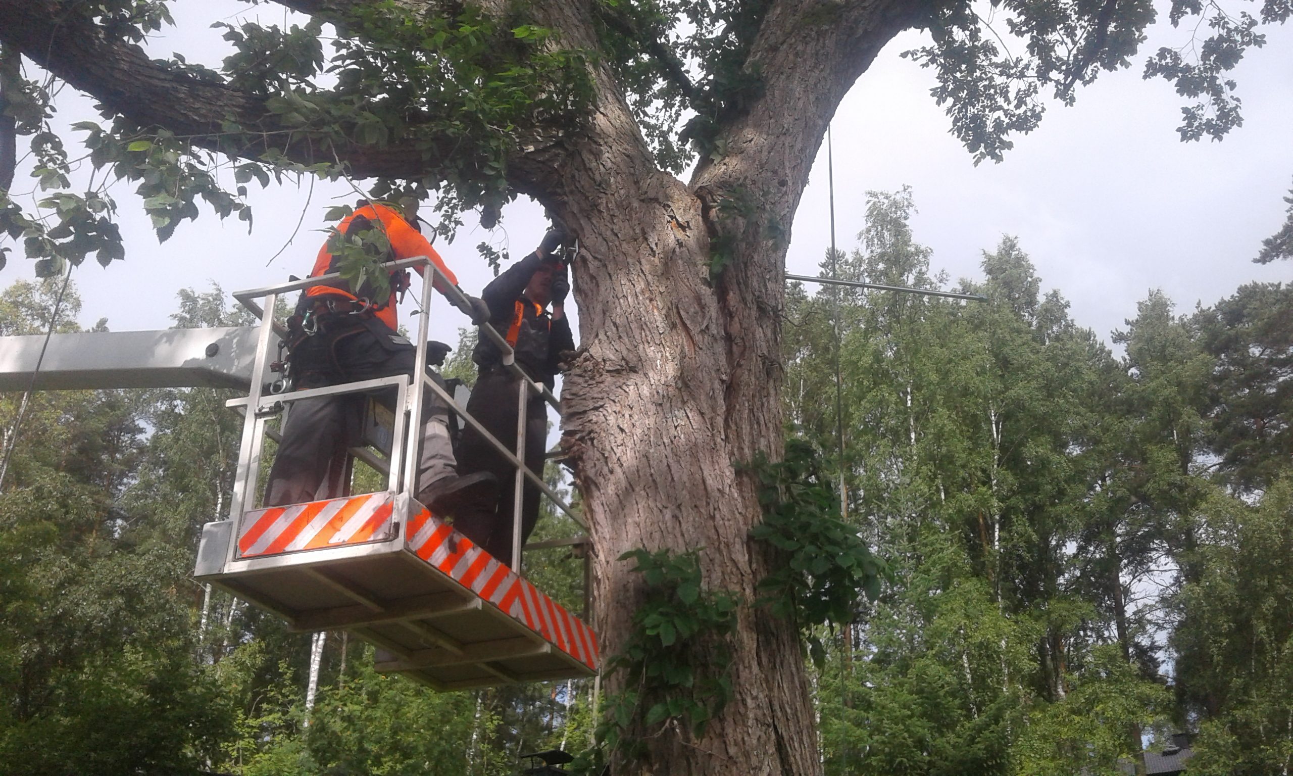 Taajamametsuri Jaakko Ilomäki